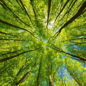 ISO 14001 Environmental Management Training