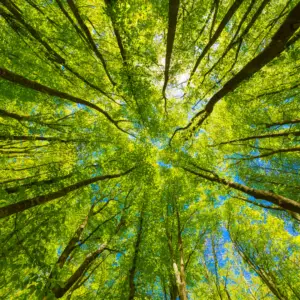 ISO 14001 Environmental Management Training