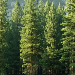 ISO 14001 - Objectives and Staff Engagement